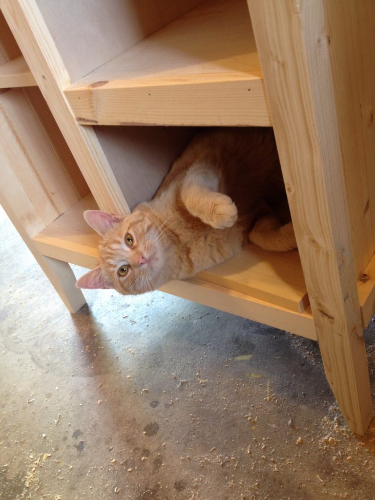 Orange baby in cabinet 3
