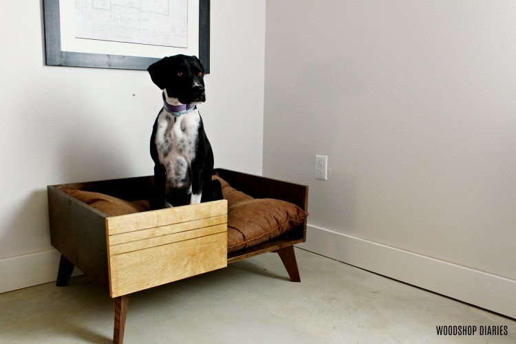 Black and white dog sitting in mid century modern elevated dog bed