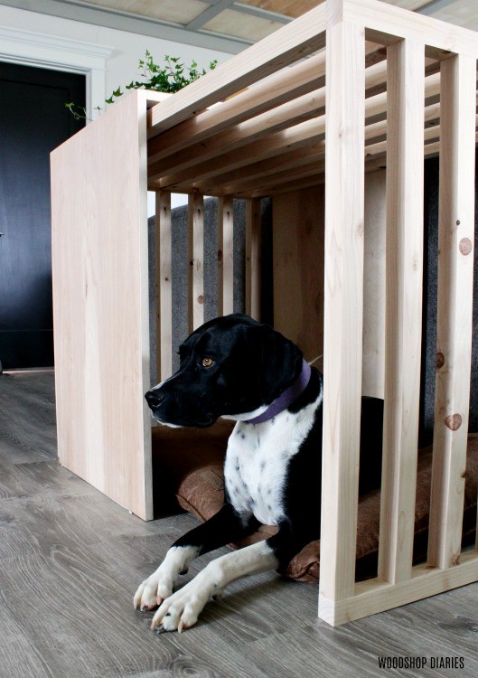 Lucy looking out in slatted sides dog crate with sliding plywood door open