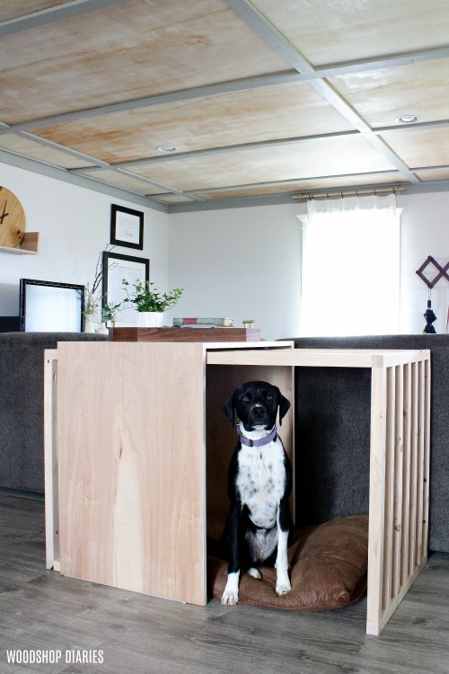 Lucy in DIY modern dog crate with plywood ceiling in back ground