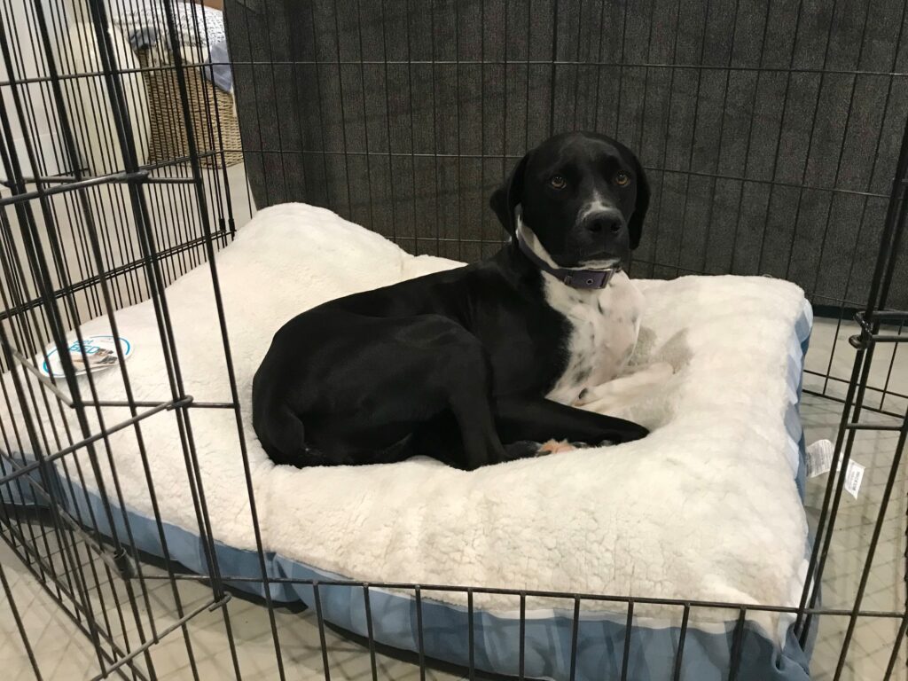 Lucy in her black metal dog crate with door open