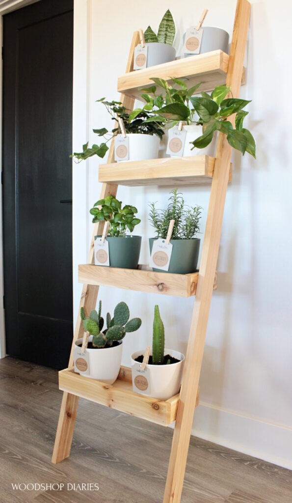 DIY plant ladder shelf finished and leaning against the wall with plants on each shelf