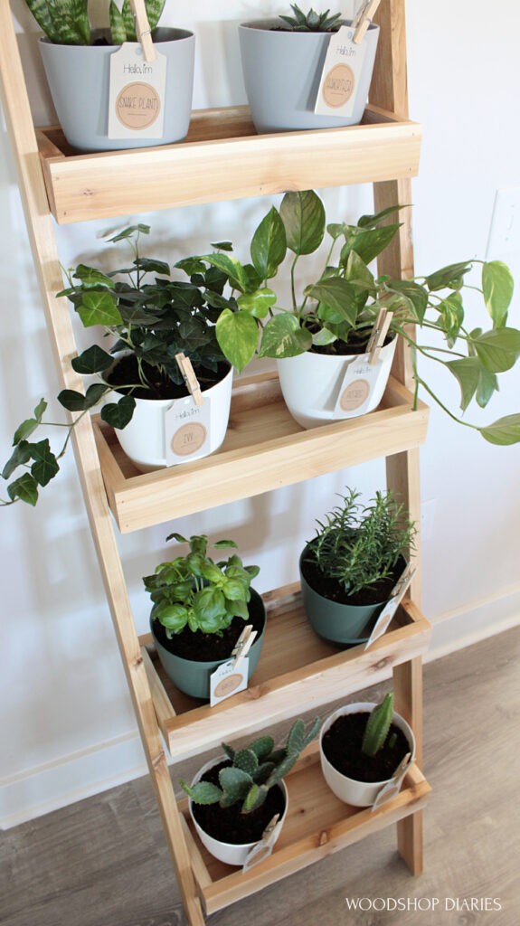 View from above looking down on DIY plant ladder shelf with four shelves of plants in multicolor pots