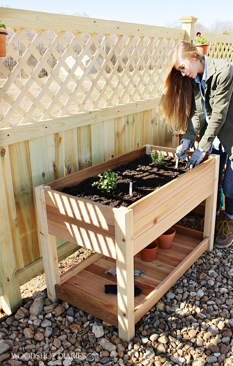 Shara adding plant labels to herbs in raised cedar garden bed