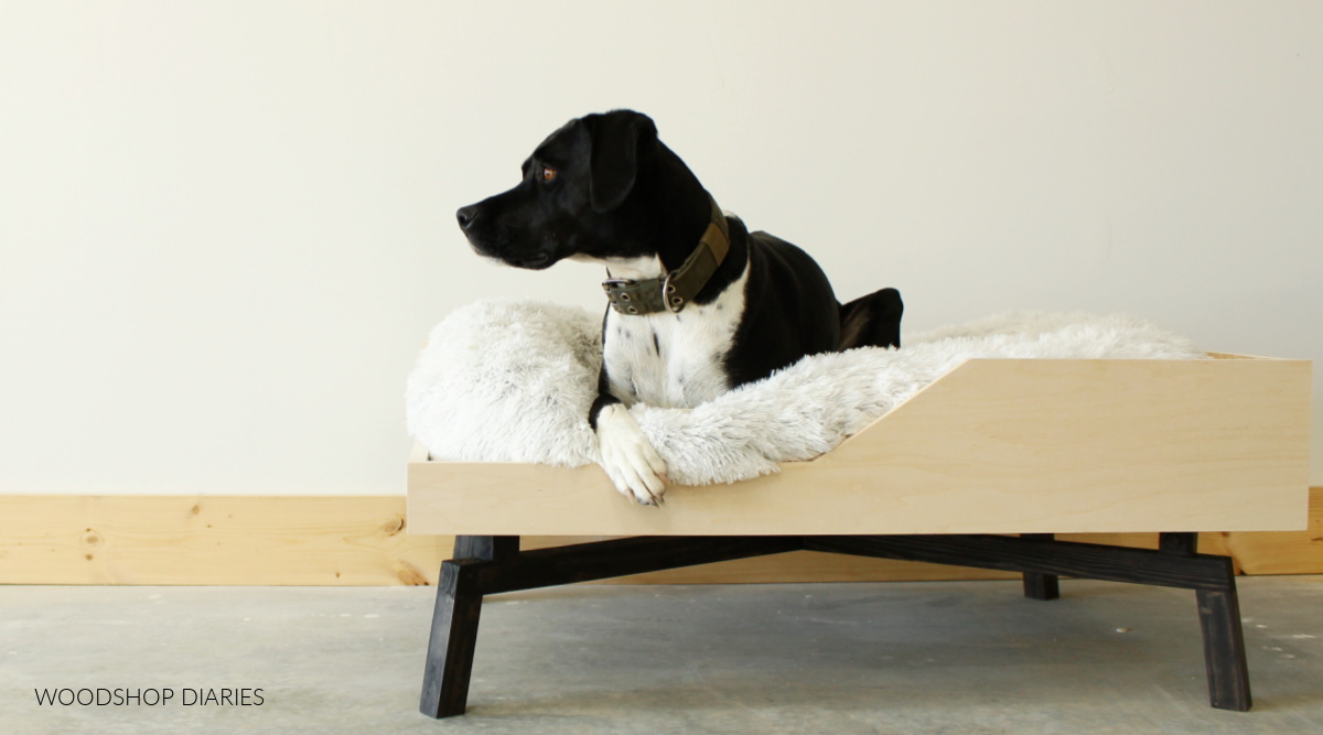Black and white dog laying on white fur bed in modern DIY elevated plywood dog bed box on black wood legs
