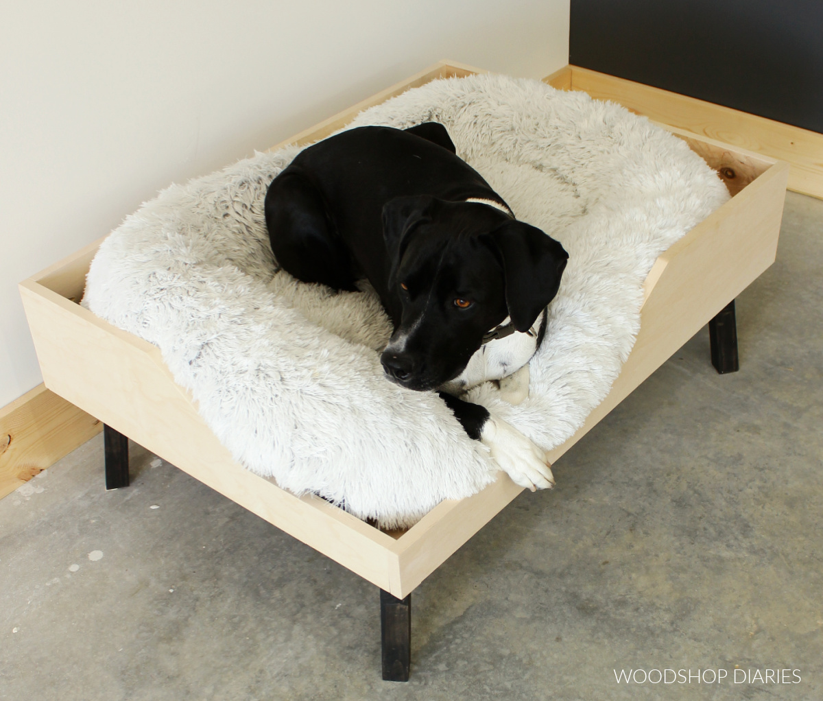 Black and white dog laying in plywood box elevated dog bed