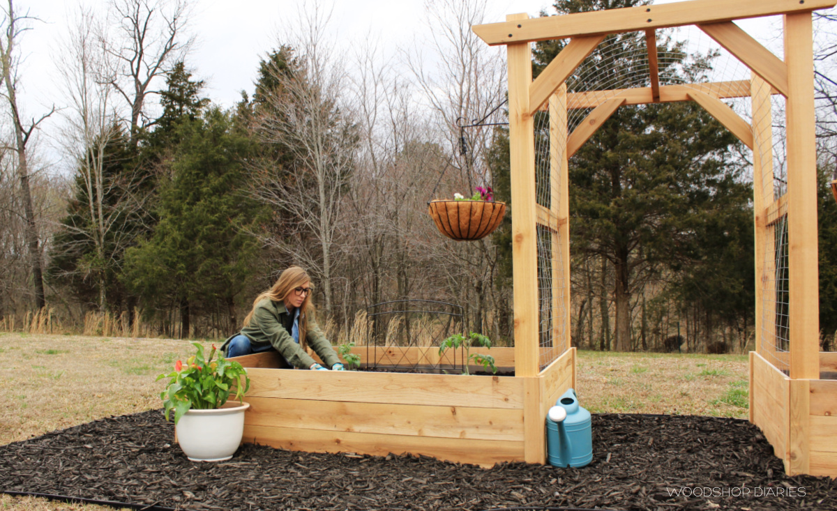 Shara Woodshop Diaries planting tomatoes in garden bed