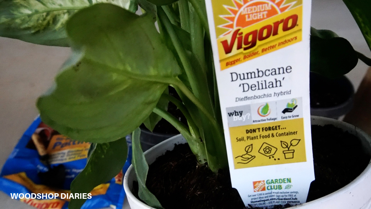 Up close look at Vigoro plant tag reading "dieffenbachia hybrid"