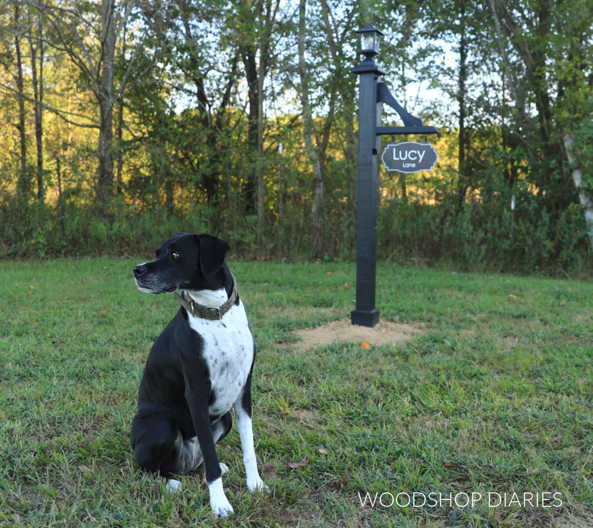 Black and white dog in grass sitting in front of decorative lamp post in yard